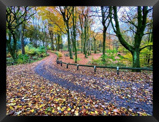 Winding path through Autumn Woodland Framed Print by Gemma De Cet