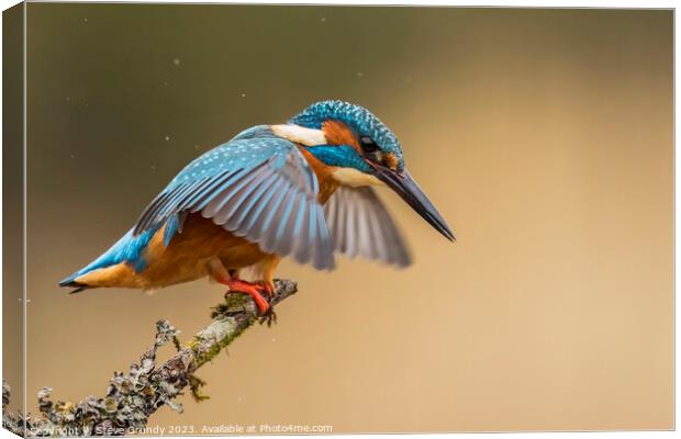 Kingfisher about to dive  Canvas Print by Steve Grundy