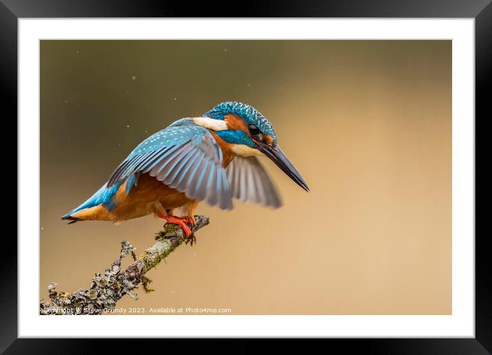 Kingfisher about to dive  Framed Mounted Print by Steve Grundy