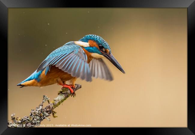 Kingfisher about to dive  Framed Print by Steve Grundy