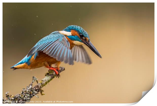 Kingfisher about to dive  Print by Steve Grundy
