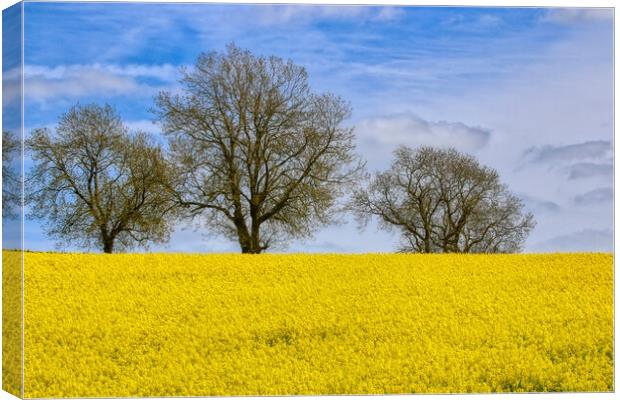 Fawsley Daventry's Golden Rapeseed Panorama Canvas Print by Helkoryo Photography