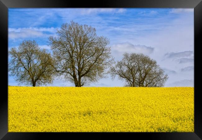 Fawsley Daventry's Golden Rapeseed Panorama Framed Print by Helkoryo Photography