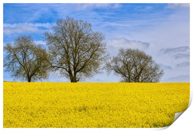 Fawsley Daventry's Golden Rapeseed Panorama Print by Helkoryo Photography