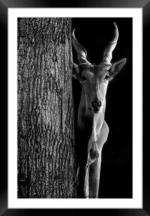 Camera Shy Framed Mounted Print by Stephen Taylor