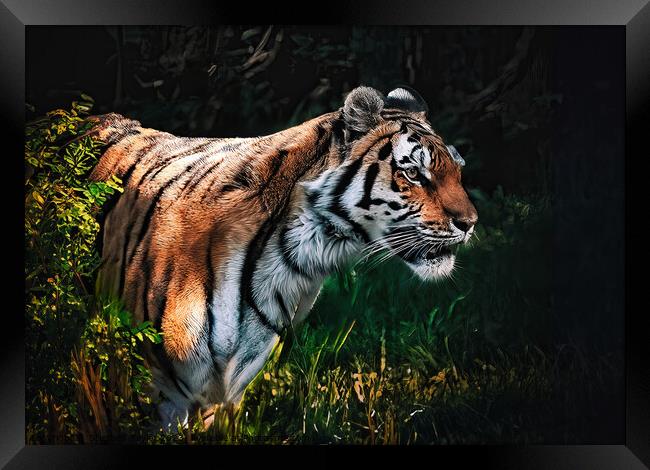 Tiger Prowl  Framed Print by Stephen Taylor
