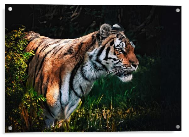 Tiger Prowl  Acrylic by Stephen Taylor