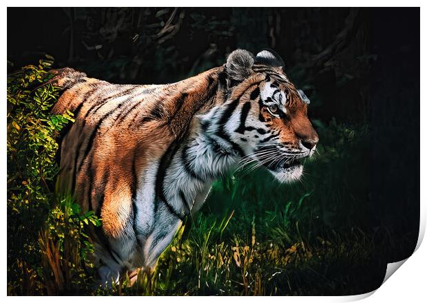 Tiger Prowl  Print by Stephen Taylor
