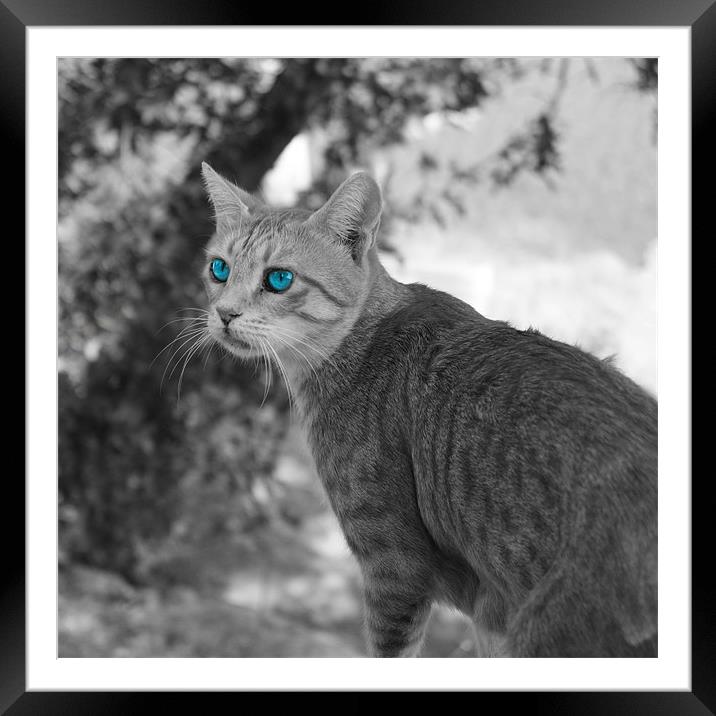 Blue eyed cat Framed Mounted Print by Rachael Hood