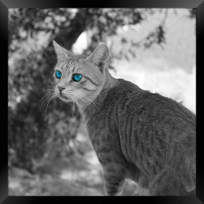 Blue eyed cat Framed Print by Rachael Hood