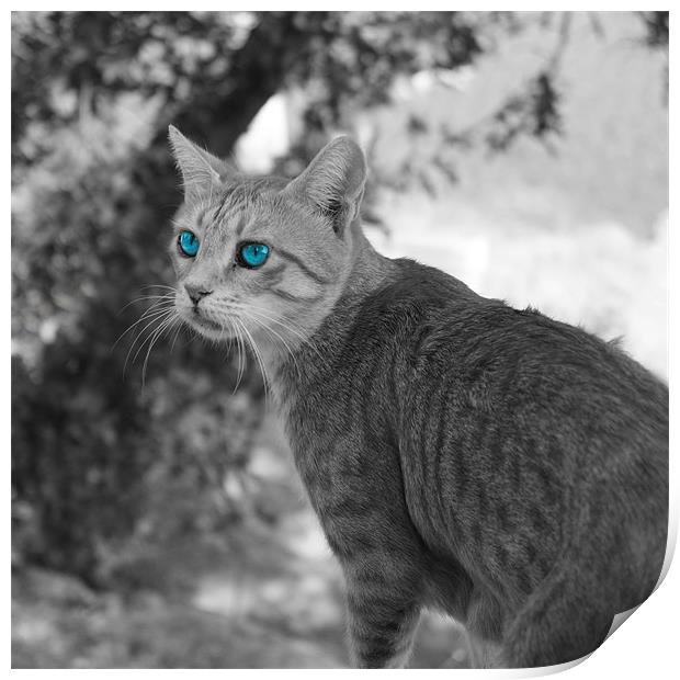 Blue eyed cat Print by Rachael Hood