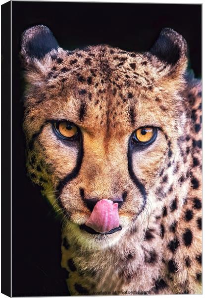 Cheeky Cheetah  Canvas Print by Stephen Taylor