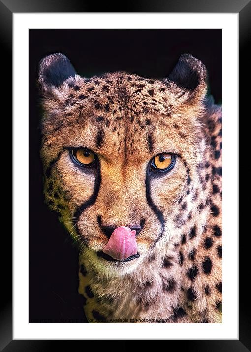 Cheeky Cheetah  Framed Mounted Print by Stephen Taylor
