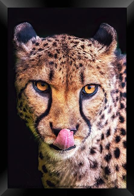 Cheeky Cheetah  Framed Print by Stephen Taylor