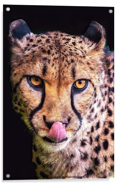 Cheeky Cheetah  Acrylic by Stephen Taylor