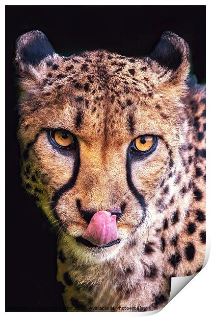 Cheeky Cheetah  Print by Stephen Taylor