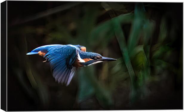 Kingfisher Fly pass Canvas Print by Stephen Taylor