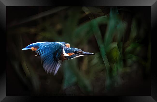 Kingfisher Fly pass Framed Print by Stephen Taylor