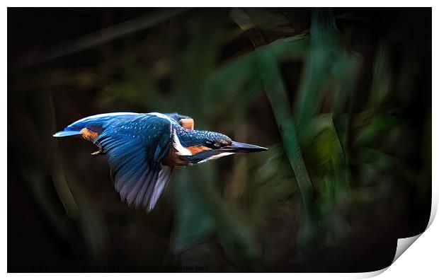 Kingfisher Fly pass Print by Stephen Taylor