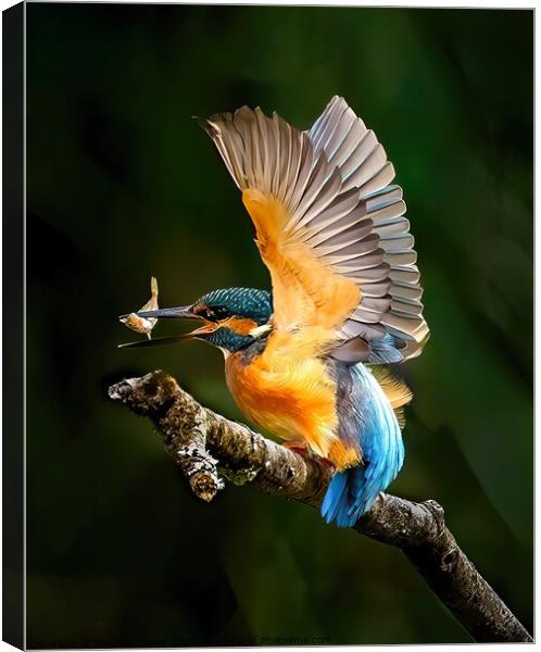 Kingfisher Canvas Print by Stephen Taylor