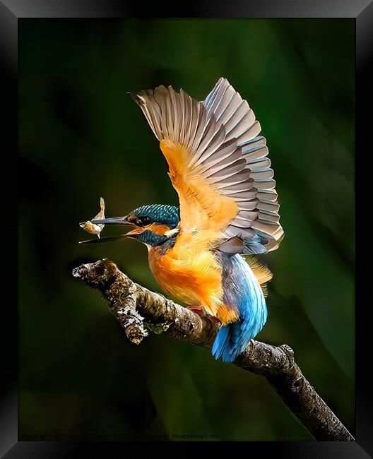 Kingfisher Framed Print by Stephen Taylor