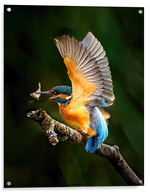 Kingfisher Acrylic by Stephen Taylor