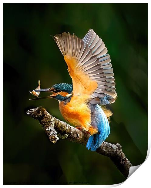 Kingfisher Print by Stephen Taylor