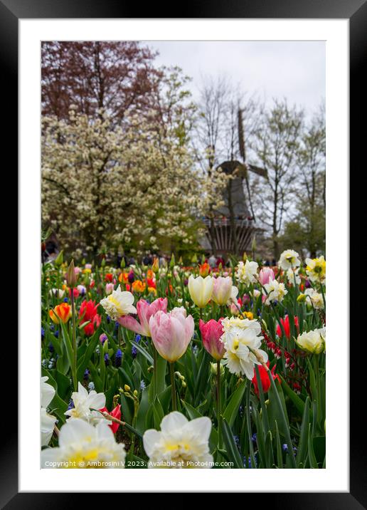 Tulips and Dutch windmill at Keukenhof park in The Framed Mounted Print by Ambrosini V