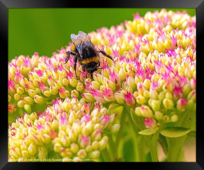 Bee on Sedum spectabile #2 Framed Print by Ian Stone