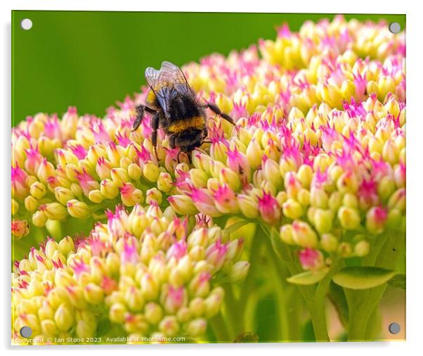Bee on Sedum spectabile #2 Acrylic by Ian Stone