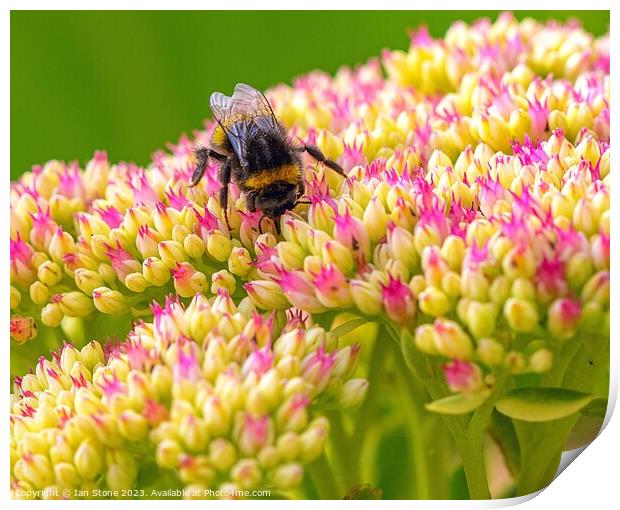 Bee on Sedum spectabile #2 Print by Ian Stone