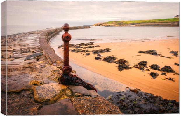 Cullercoats Canvas Print by Tim Hill