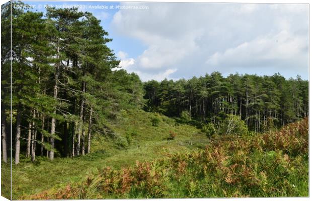Coniferous Trees at Cwm Ivy North Gower  Canvas Print by Nick Jenkins