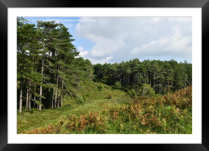 Coniferous Trees at Cwm Ivy North Gower  Framed Mounted Print by Nick Jenkins