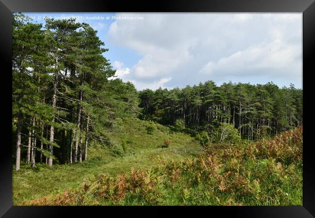 Coniferous Trees at Cwm Ivy North Gower  Framed Print by Nick Jenkins