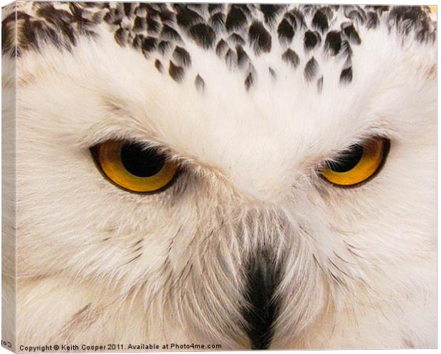 Owl Eyes Canvas Print by Keith Cooper