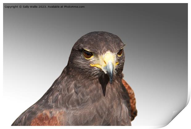 Harris Hawk Print by Sally Wallis