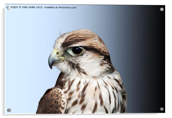 Saker Falcon Acrylic by Sally Wallis