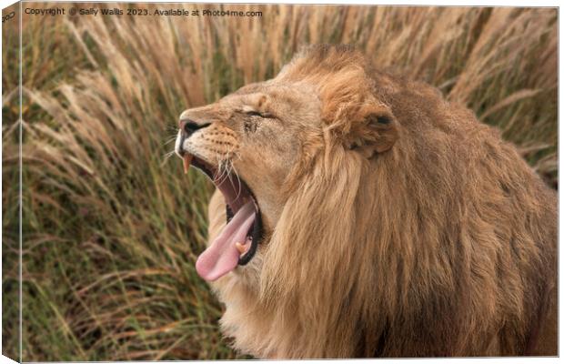 Lion roaring Canvas Print by Sally Wallis