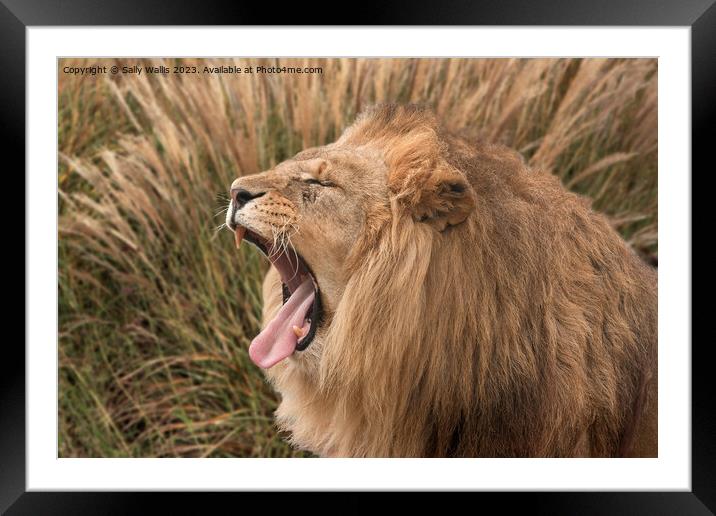 Lion roaring Framed Mounted Print by Sally Wallis