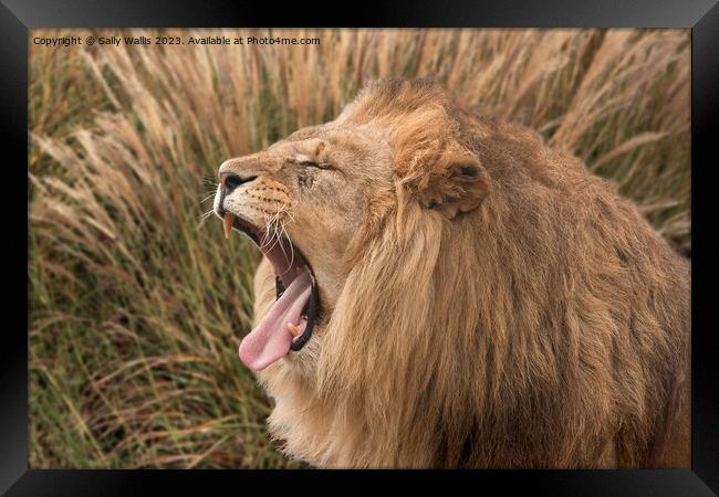 Lion roaring Framed Print by Sally Wallis