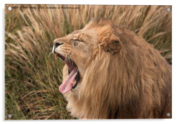 Lion roaring Acrylic by Sally Wallis