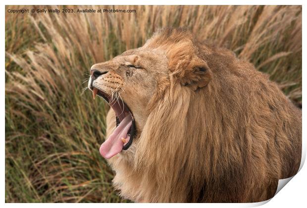 Lion roaring Print by Sally Wallis