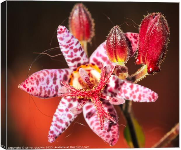 Toad Lilly Canvas Print by Simon Gladwin