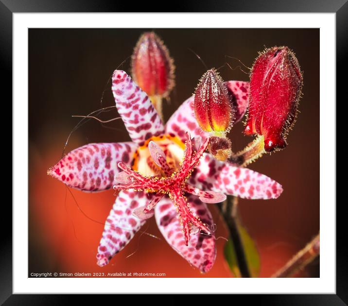 Toad Lilly Framed Mounted Print by Simon Gladwin