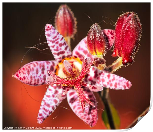 Toad Lilly Print by Simon Gladwin