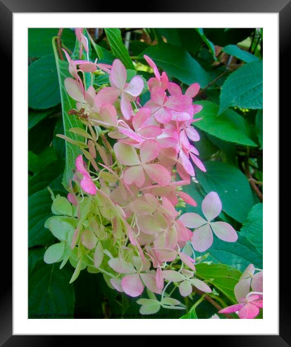 Delicate pink flowers Framed Mounted Print by Stephanie Moore