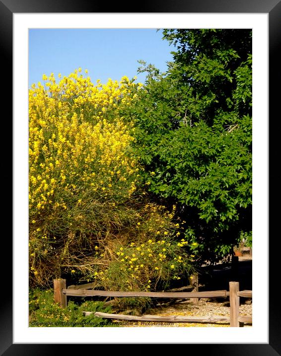 Yellow flowers Framed Mounted Print by Stephanie Moore