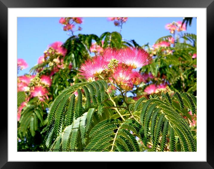Mimosa Framed Mounted Print by Stephanie Moore