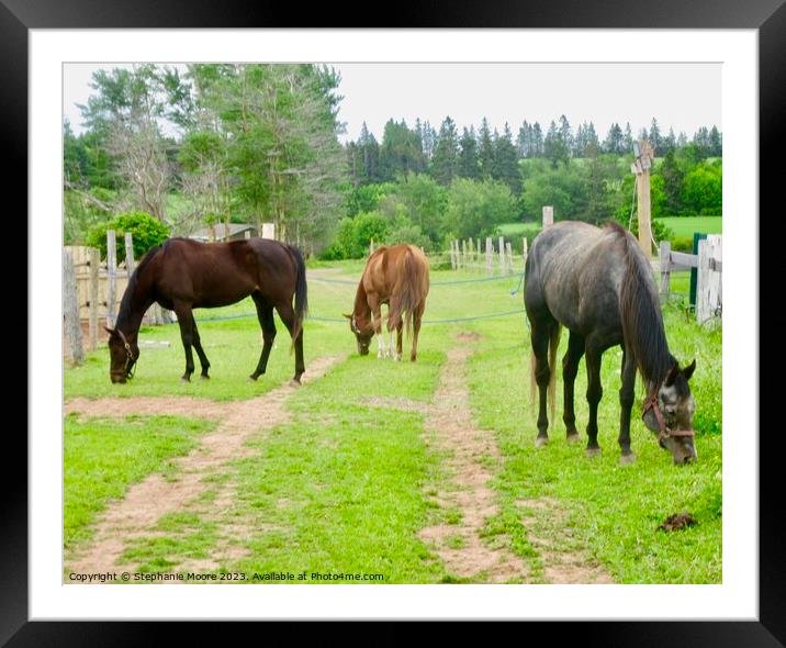 Three Horses Framed Mounted Print by Stephanie Moore